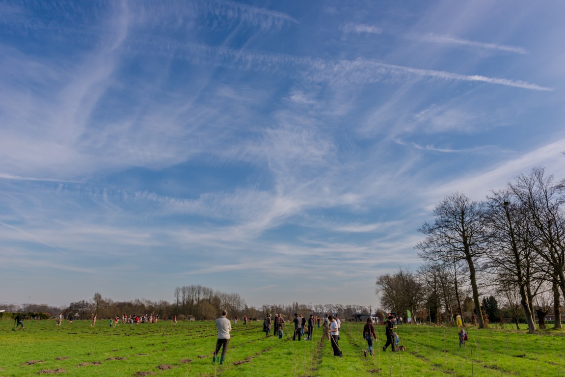 plantactie Ockerhout