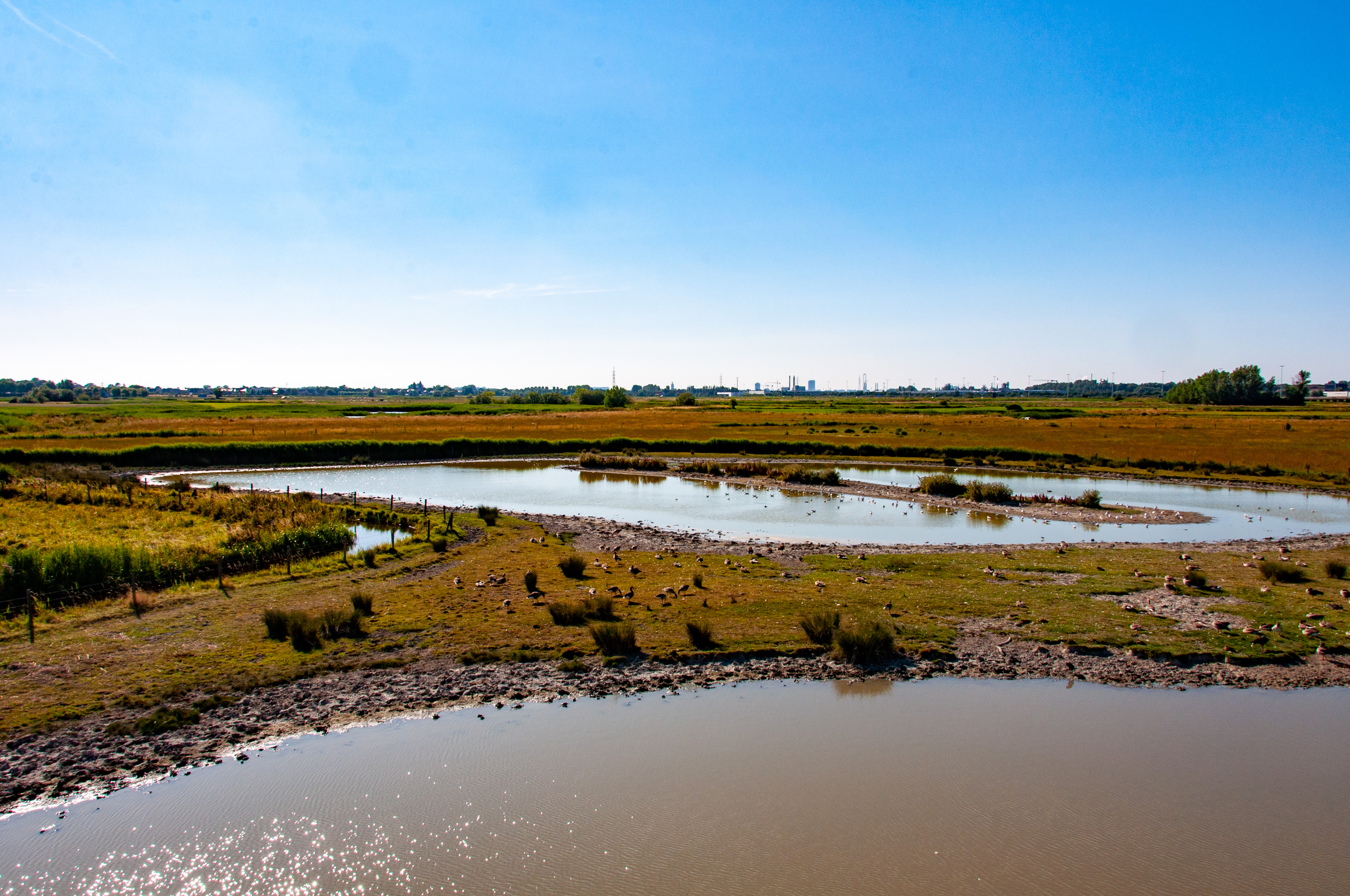 plassen voor vogels