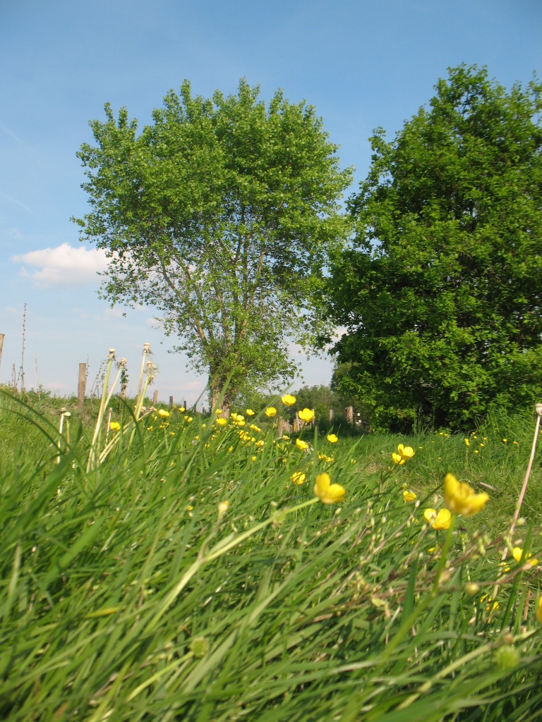 bomen en boterbloemen