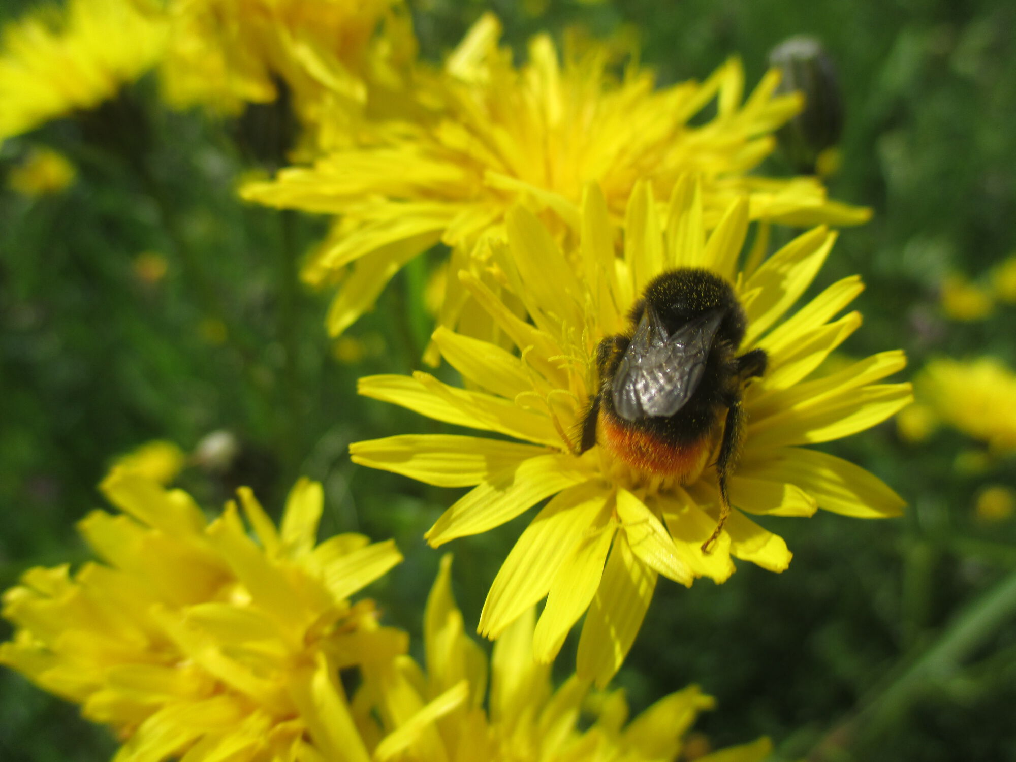 Hommel ©Vlaamse Landmaatschappij, Karolien Michiel