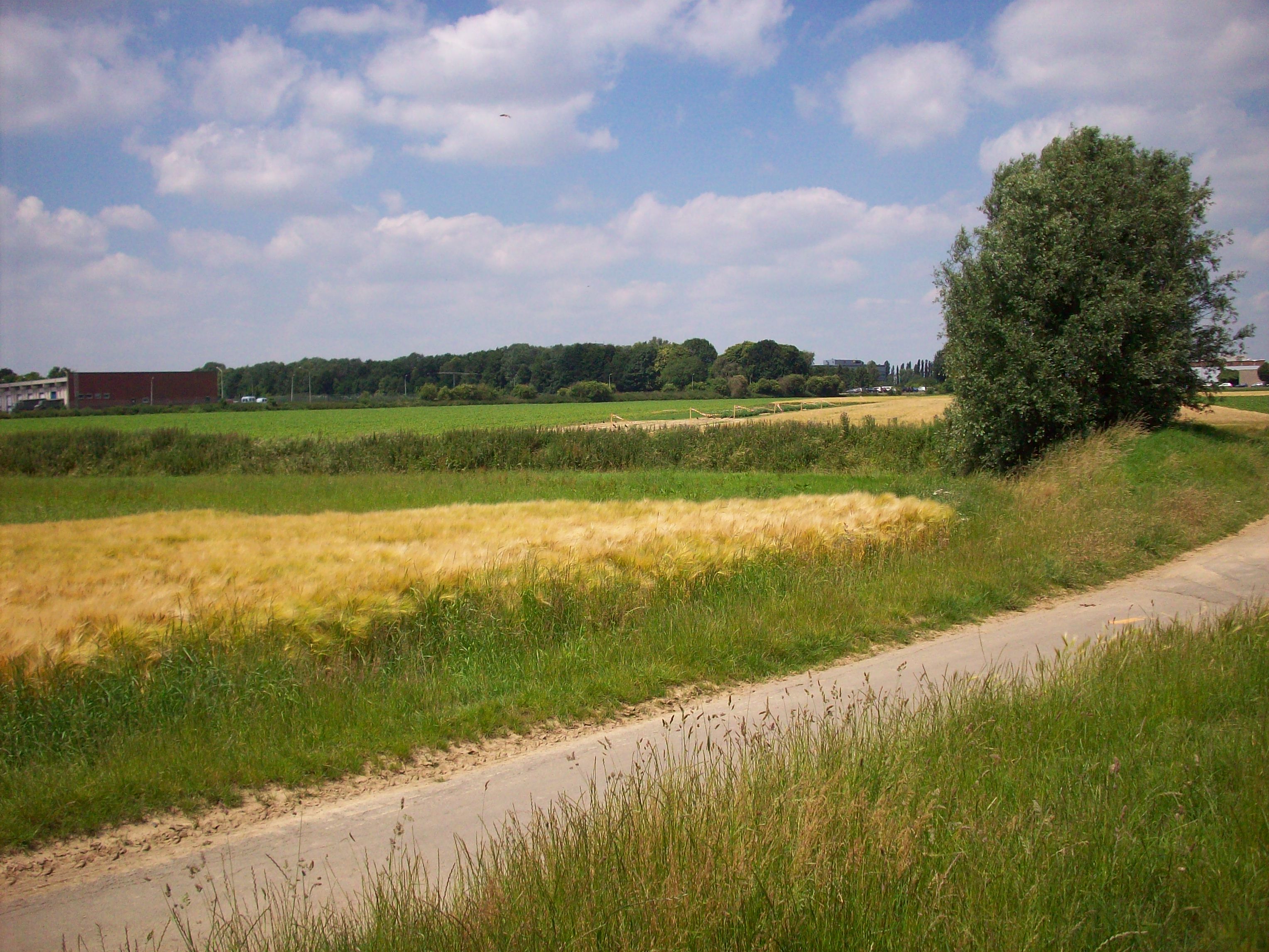 Foto toont landbouwlandschap 