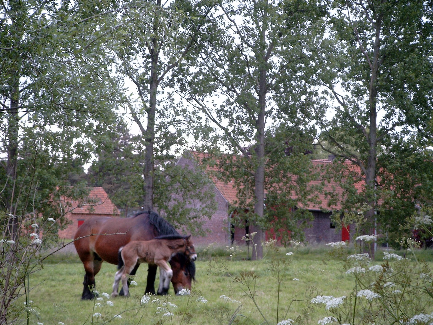 Boerderij ter hoogte van de keuzemeersen