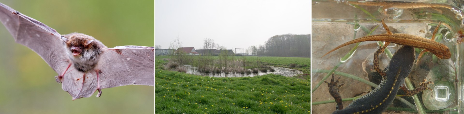 collage poelen en zijn bewoners