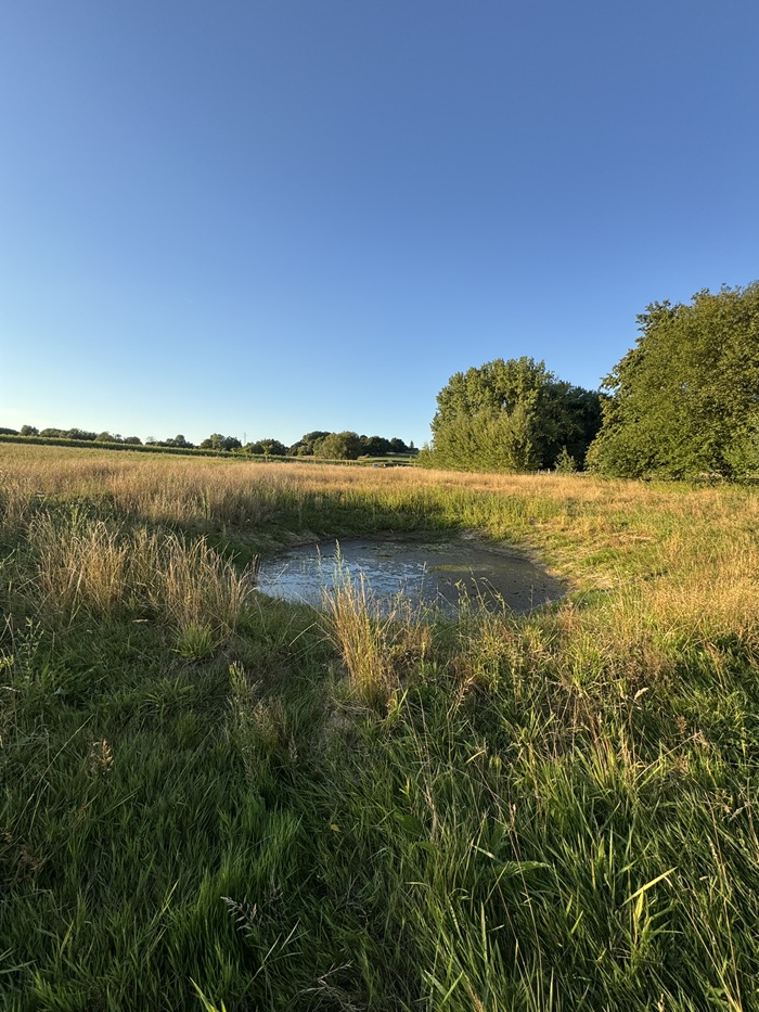 Bekenveld poel