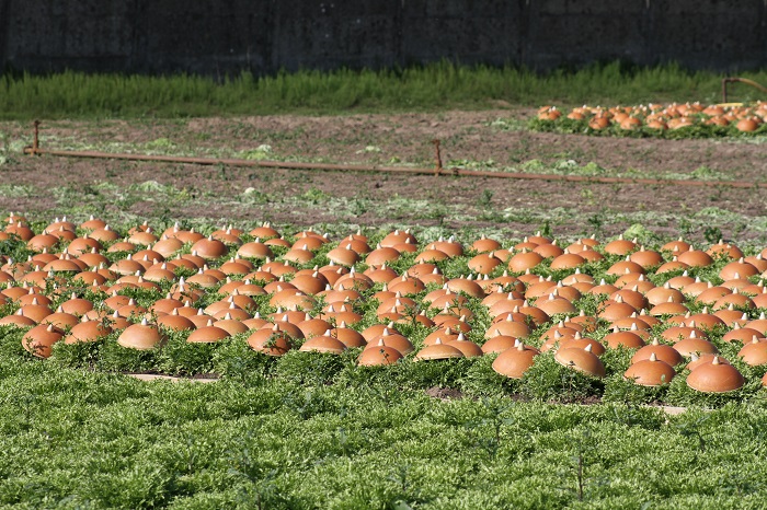 Foto toont landbouwveld met voedselbronnen