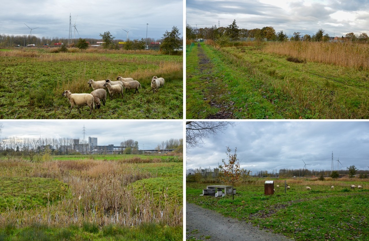 natte zones worden begraasd door schapen