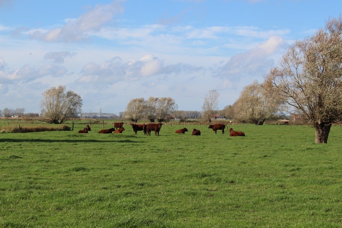 lanschap met weide en bruine koeien