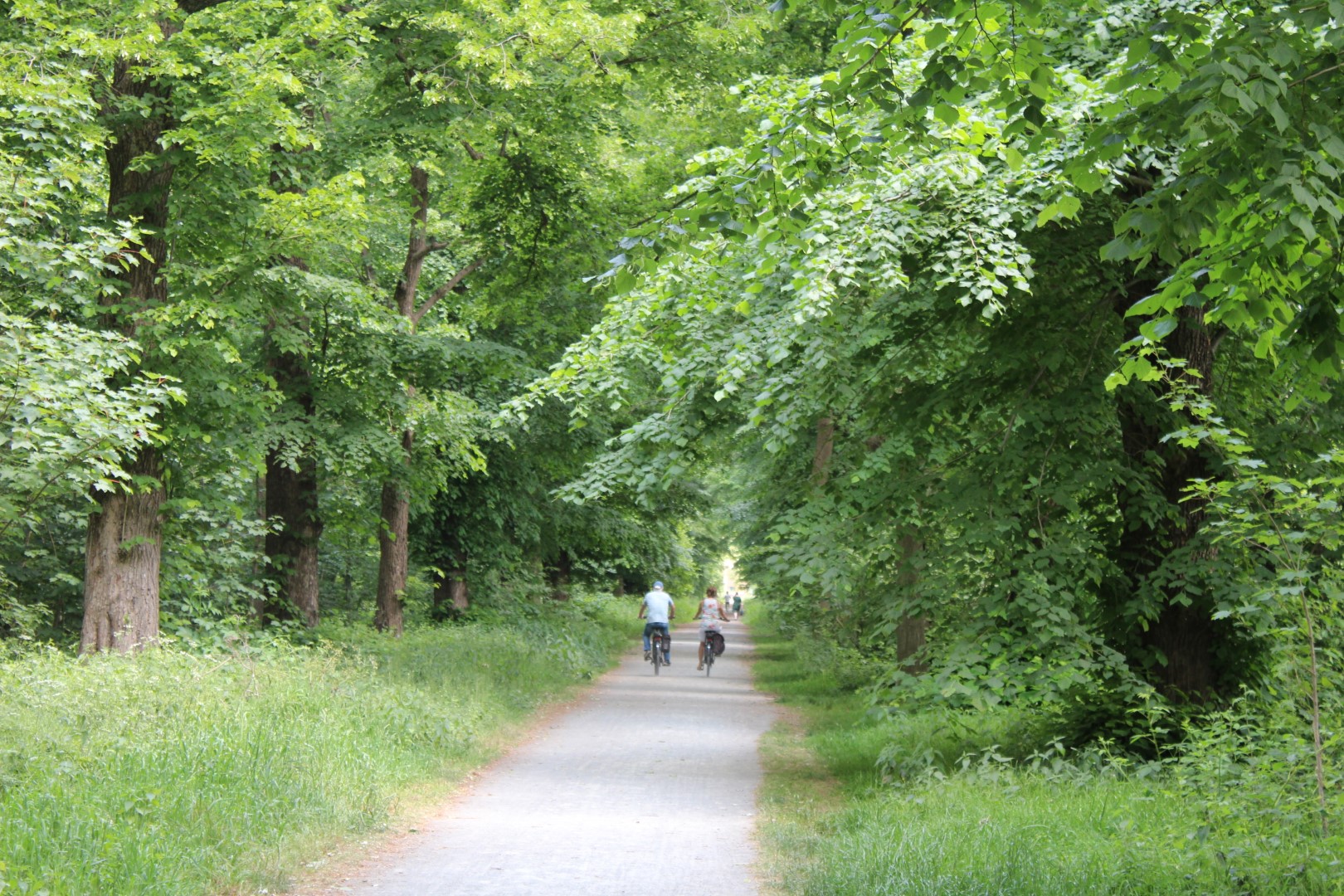 fietsers in de Astenedreef