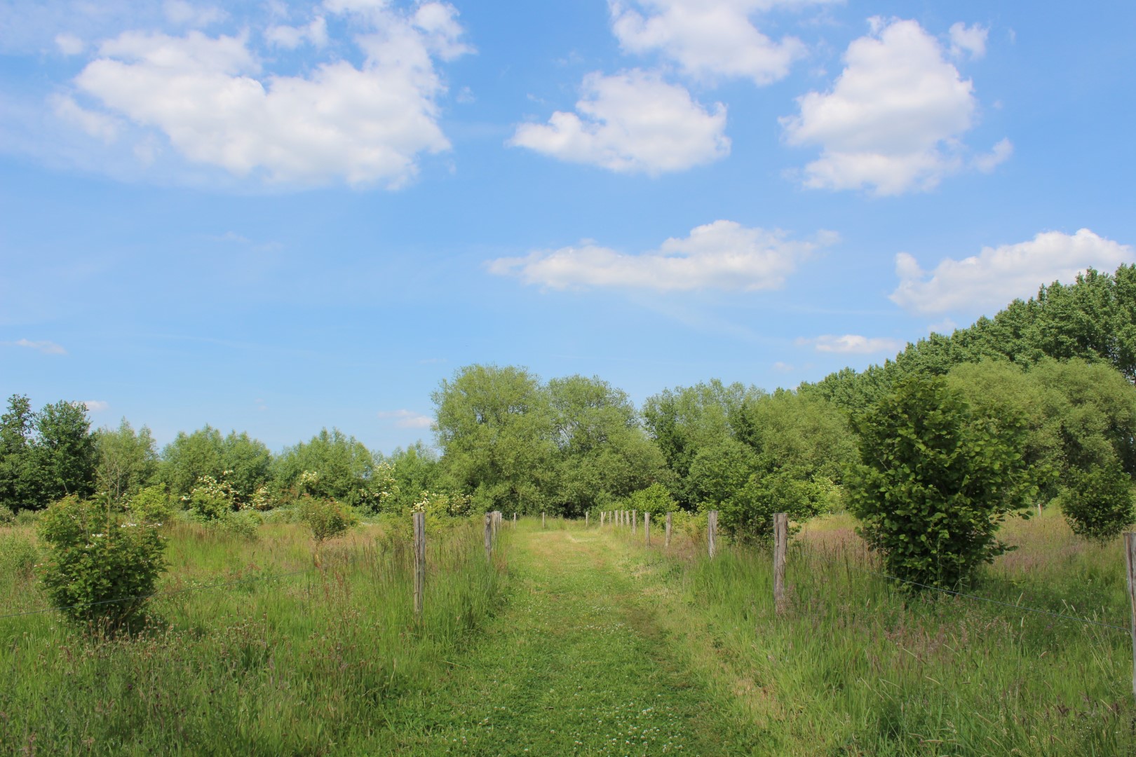 grazig wandelpad in een gevarieerd landschap