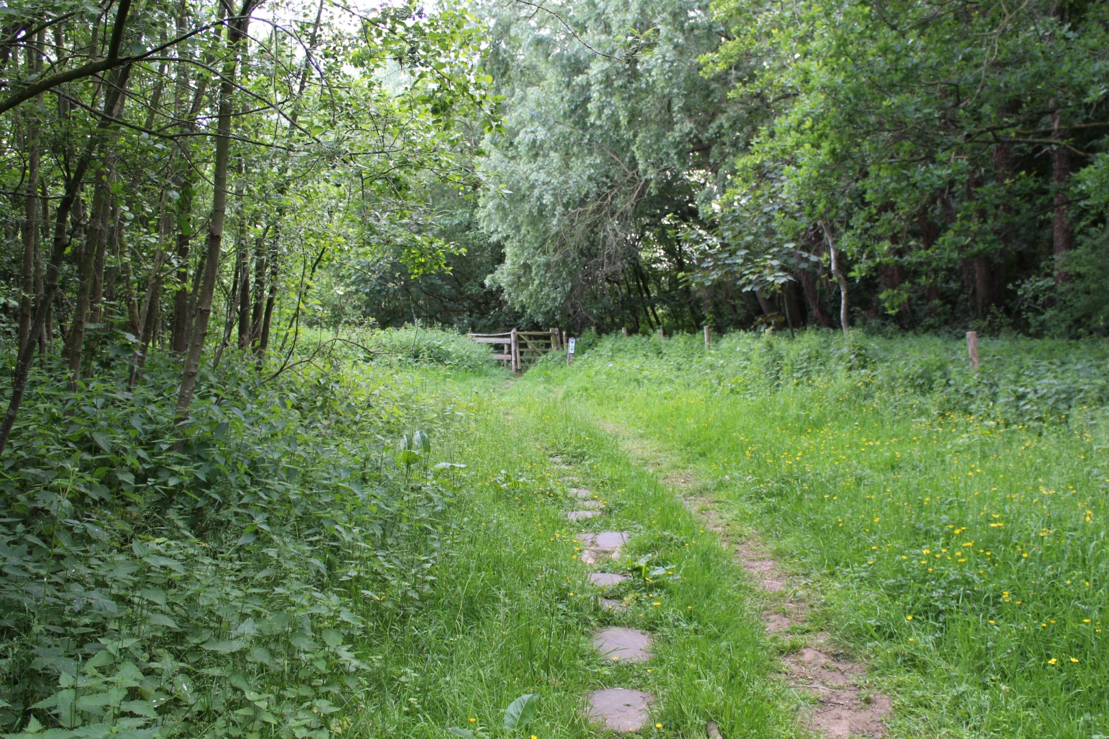 grazig pad in bosrijke omgeving