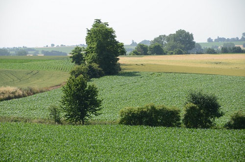 Foto toont kleine landschapselementen zoals bosjes