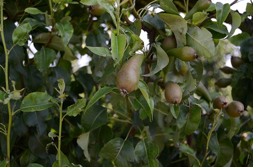 Foto toont een perenboom