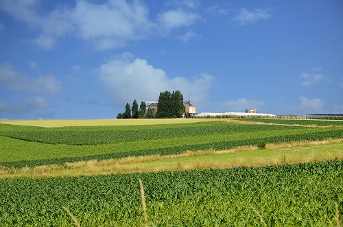 Foto toont landbouwlandschap en serres