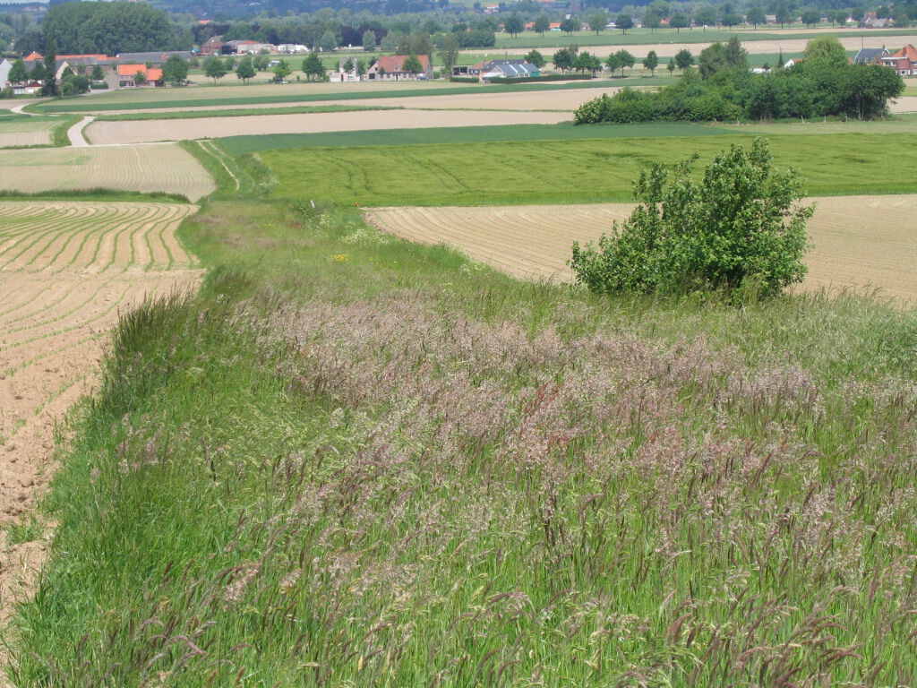 beheerovereenkomst kruidenrijke akkerrand