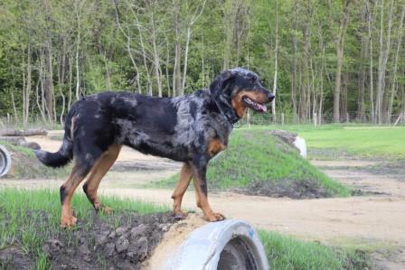 hond op rioolbuis als speelelement in hondenzone