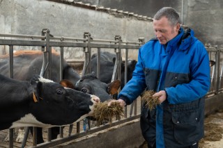 melkveehouder johan van coillie bij koeien in de stal