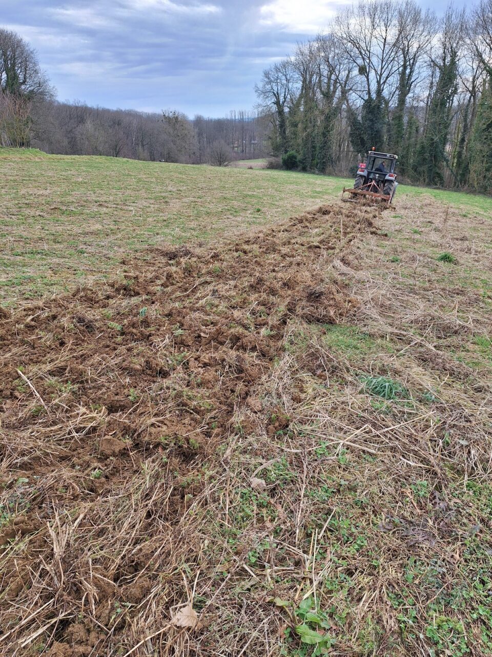 Oppervlakkige bewerking van een perceel met een bloemenakker zomertortel