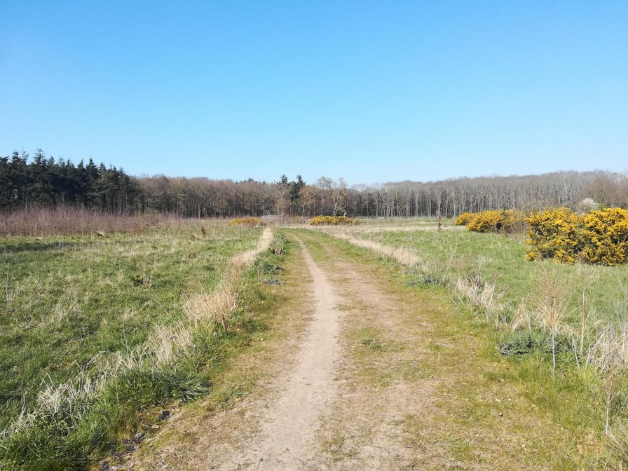 Ockerhout, wandepad met bos op achtergrond