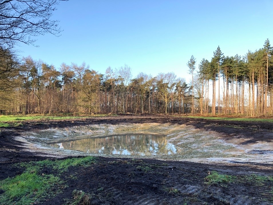 Natuurontwikkeling Nieuwenhovebos