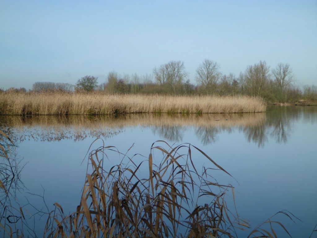 Zicht op het riet
