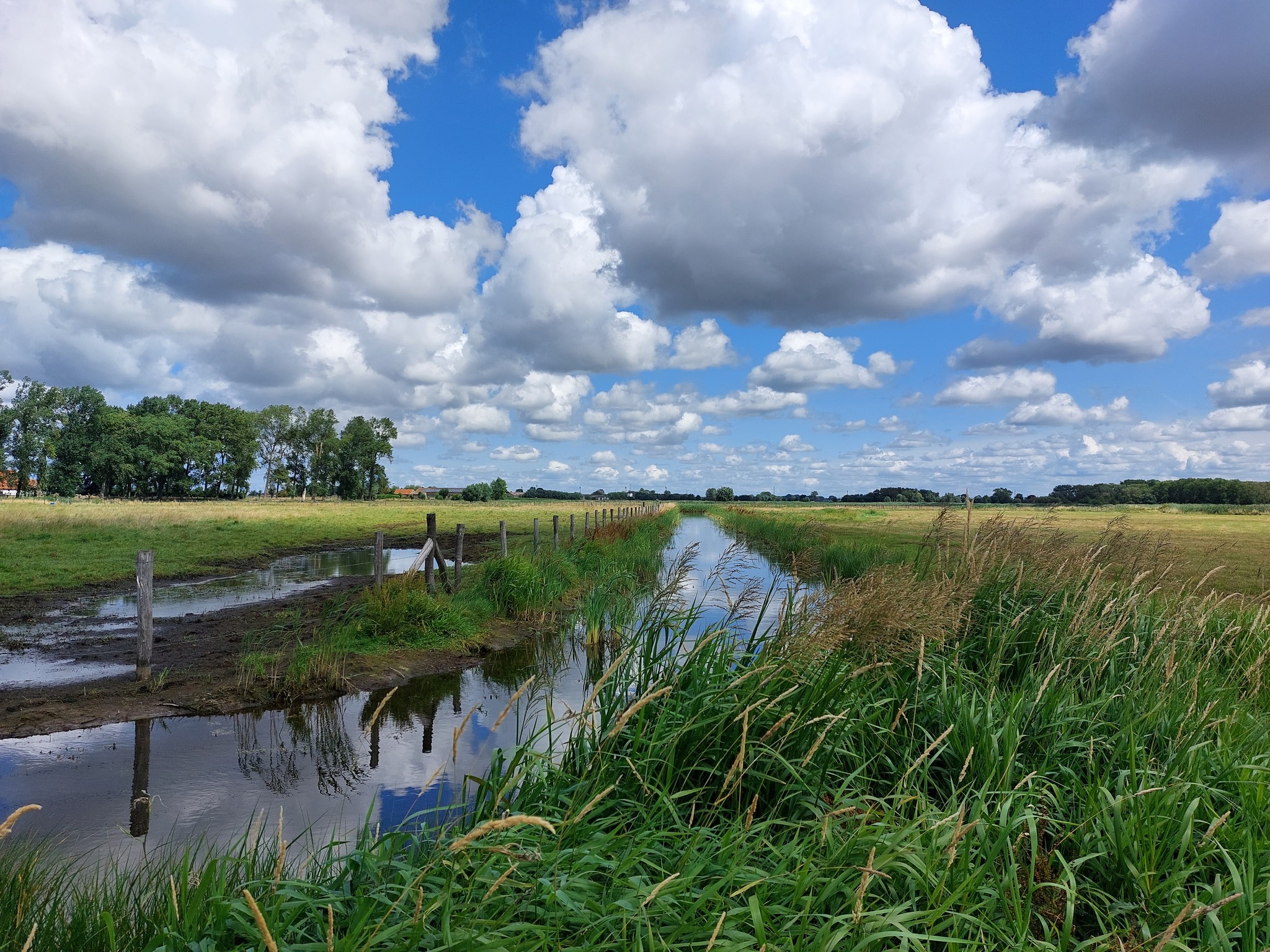 afbeelding waterloop met riet in de velden