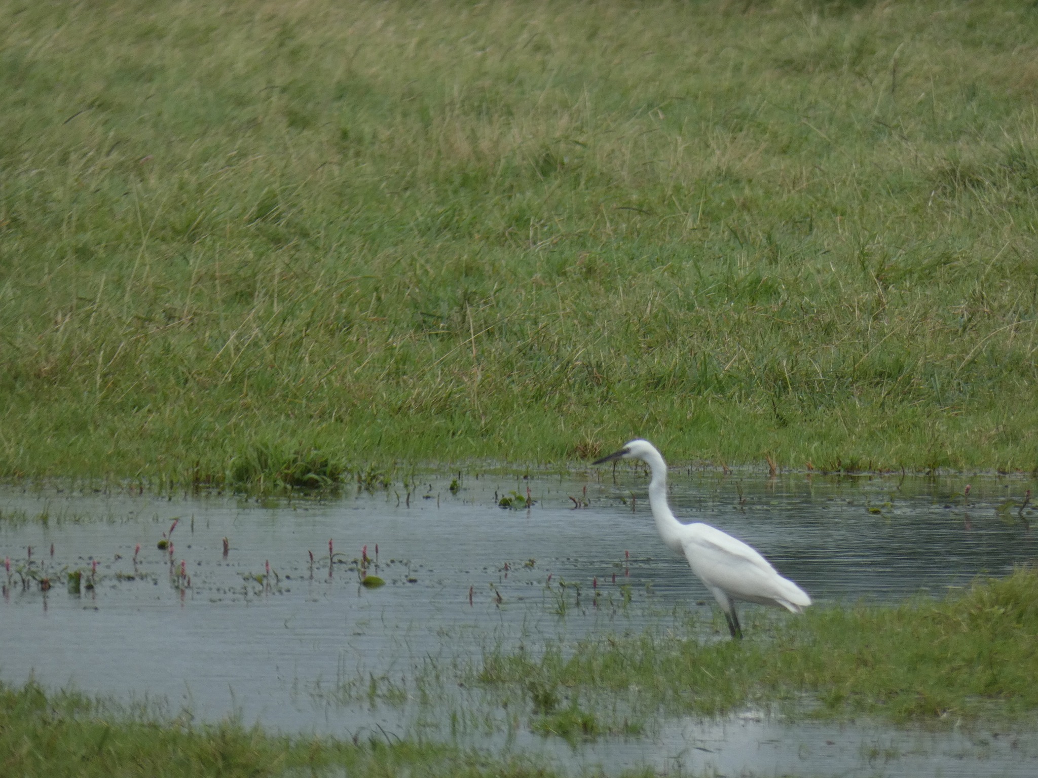 afbeelding weidevogel