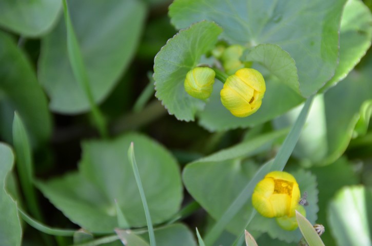 Latemse meersen - dotterbloem