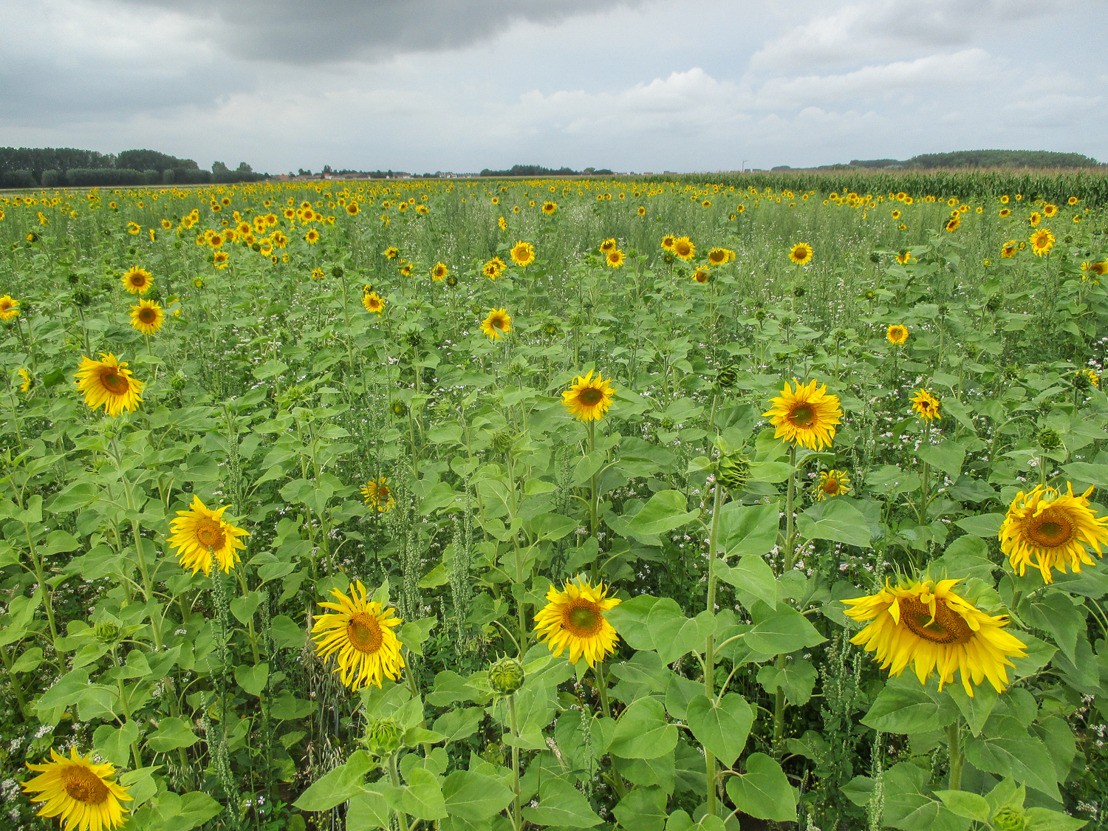 veld met partridgemengsel met de typerende zonnebloemen