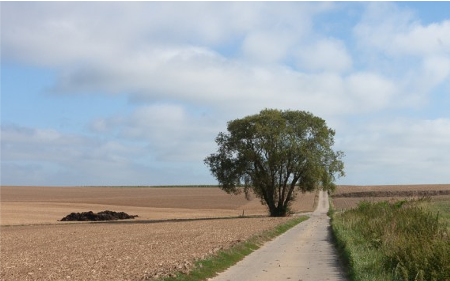 akkerlandschap met solitaire boom