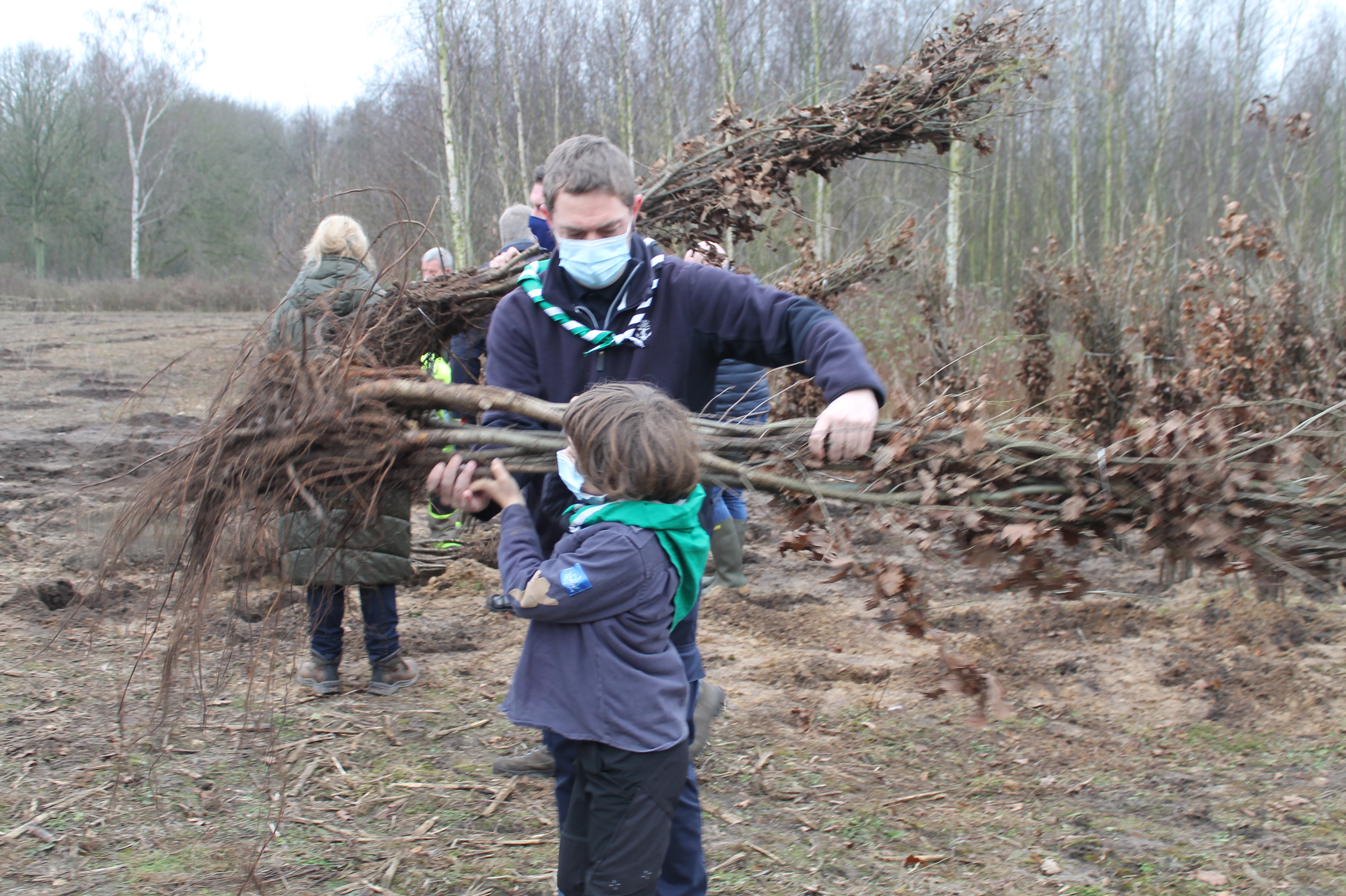 samen wintereiken planten